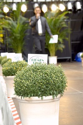Blumen Risse, MG
